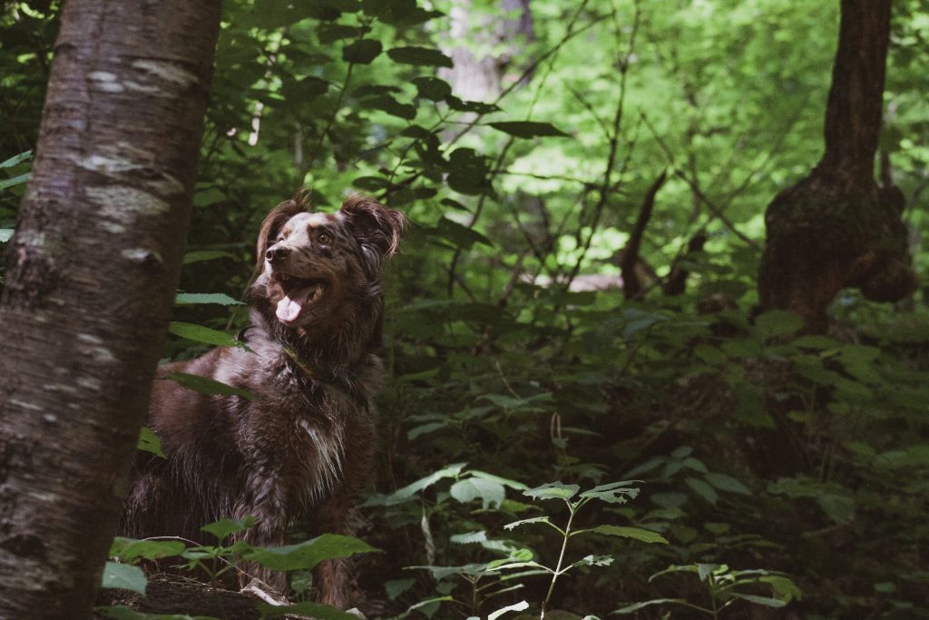 Hvordan forebygge leddskader hos hunden din