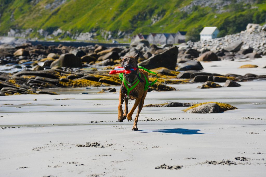 Lamia løper på stranden