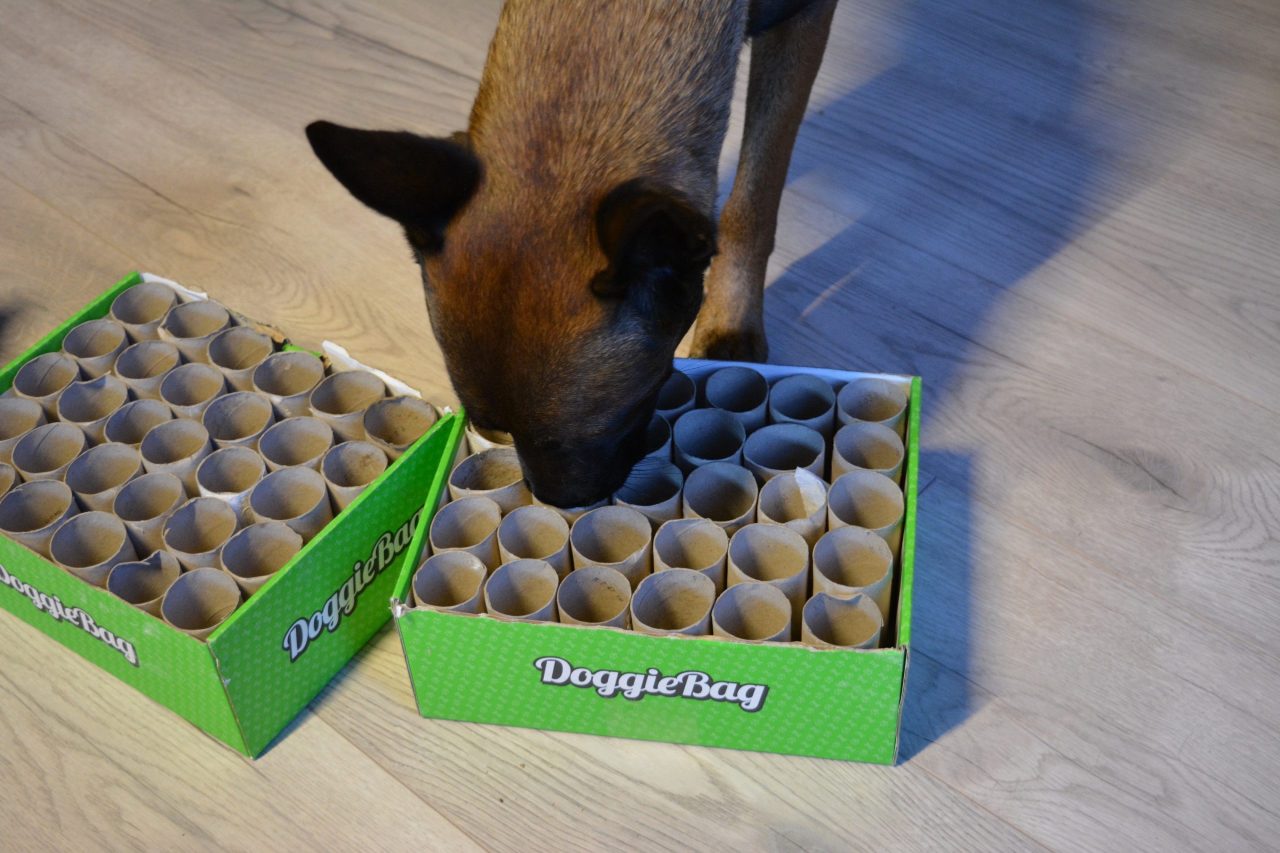 Hva er Nosework?