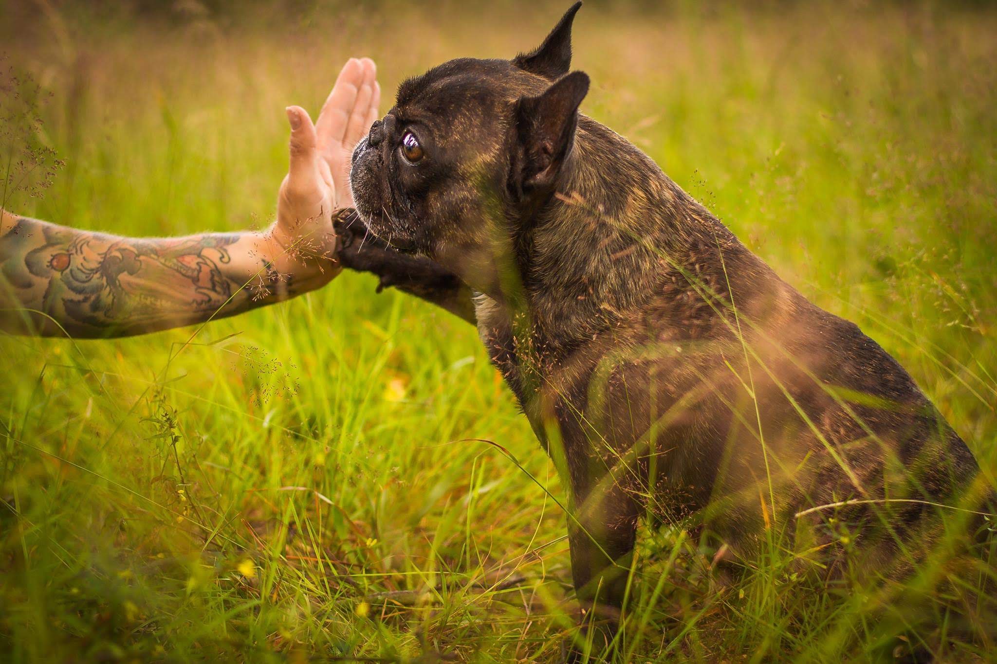 Lær hunden labbeløft