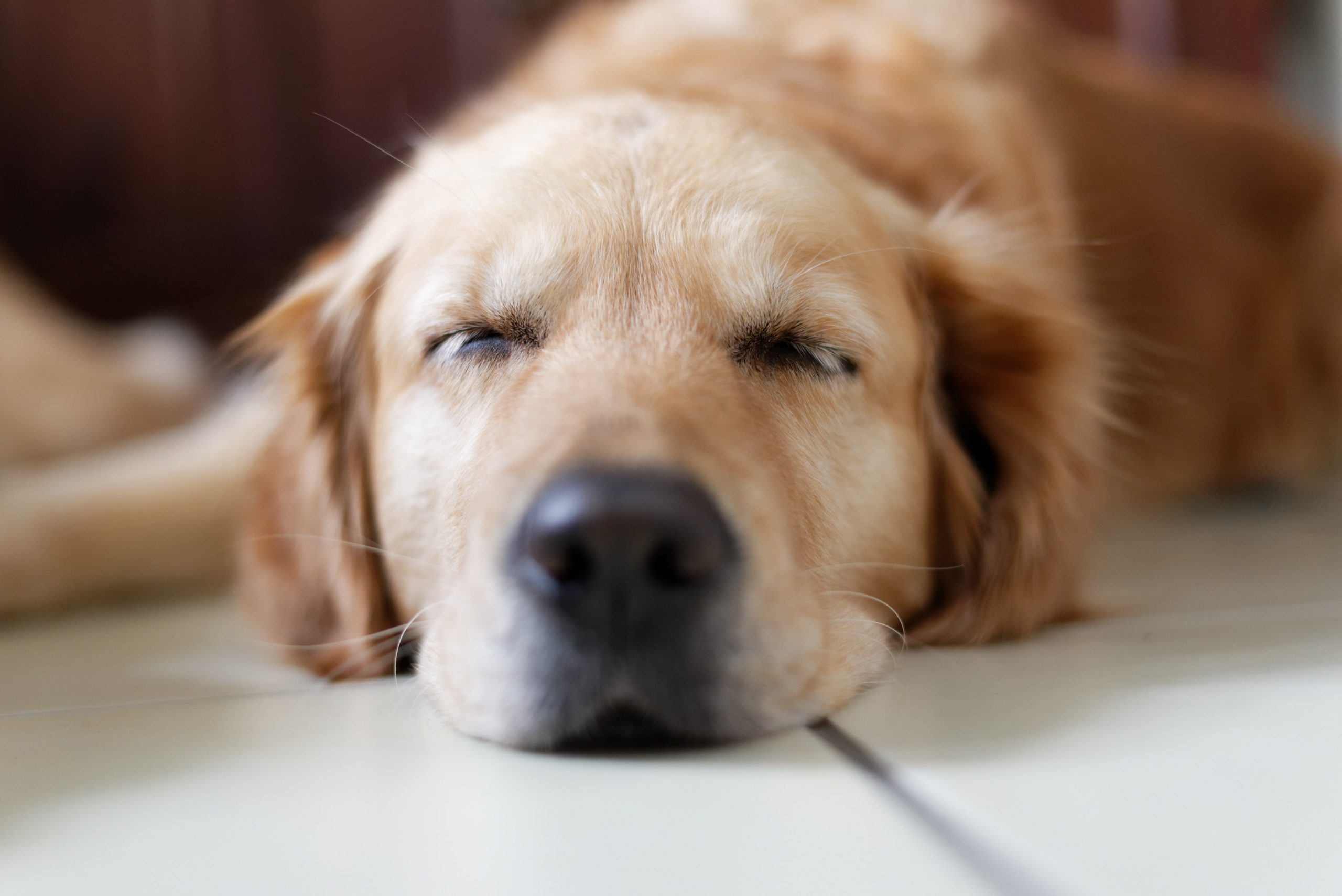 Hvordan lære hunden ro?