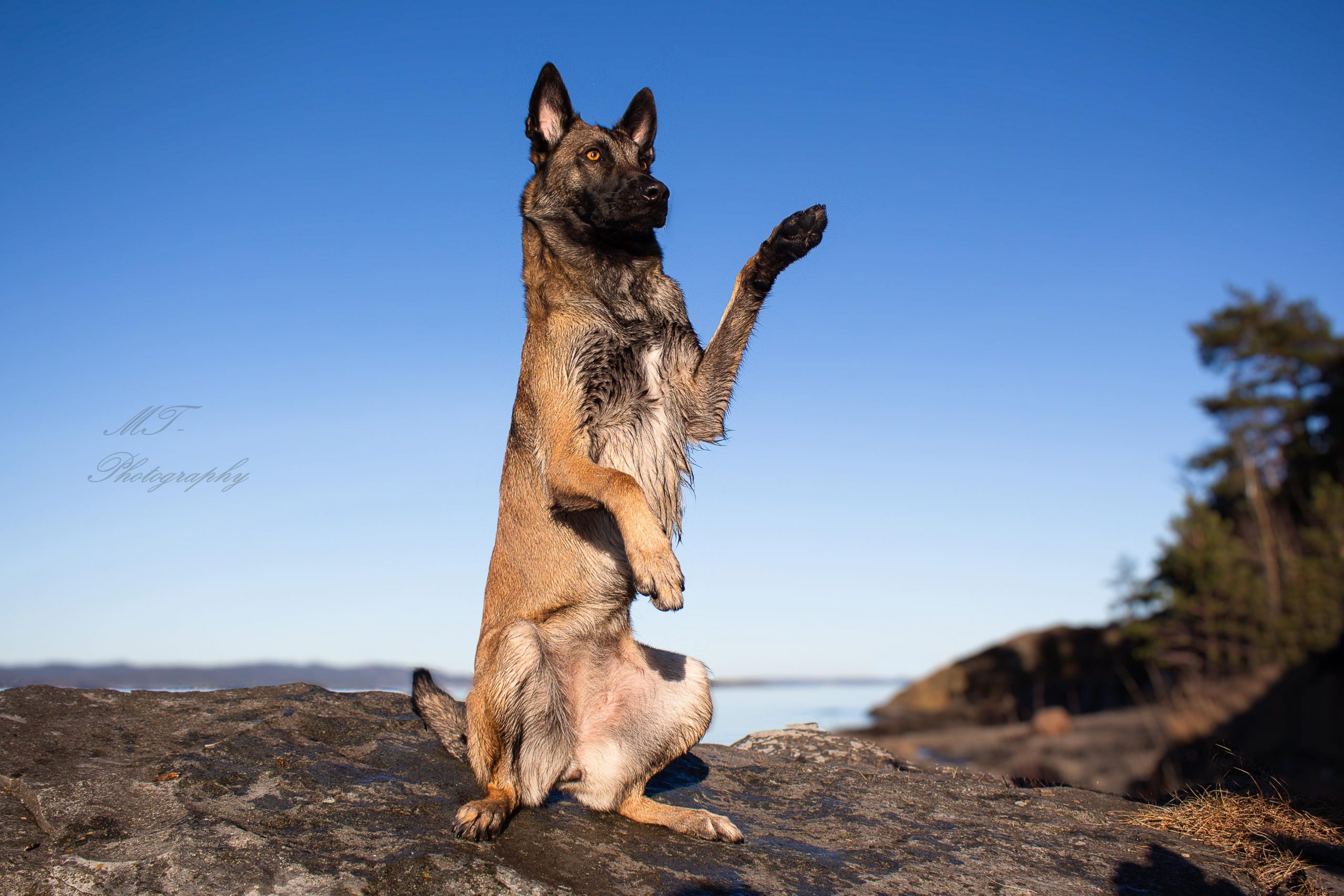 Lær hunden å sitte bamse